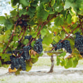 The Secrets Behind Harvest Season for Wineries in Aurora, OR