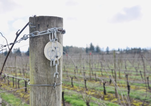 The Ultimate Guide to Starting a Winery in Aurora, OR