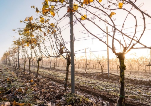 The Resilience of Aurora, OR's Wine Industry: Overcoming Challenges in Grape Growing